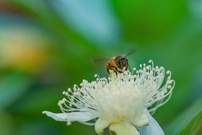 Close-up of bee pollinating on flower