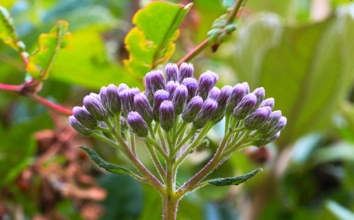 Close-up of purple flowering plant