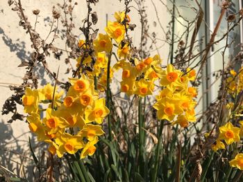 Close-up of yellow daffodil flowers blooming in spring