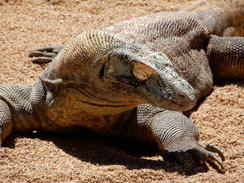 Close-up of a komodo dragon at the zoo in fuengirola, spain. 
