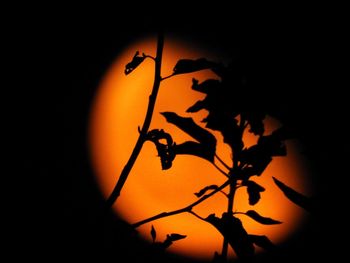 Close-up of silhouette plant against orange sky