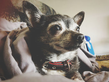 Portrait of dog relaxing on bed at home