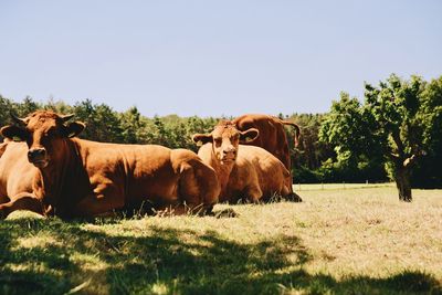 Cows on field against sky