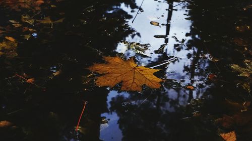 Autumn leaves on tree against sky