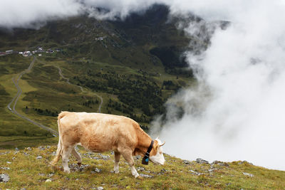 Cow grazing on grassy field by mountains at berner oberland during foggy weather