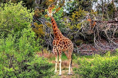 Giraffe in zoo