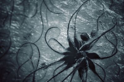 Close-up of spider on leaf