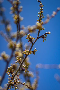 Low angle view of cherry blossom