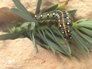 Close-up of butterfly on leaf