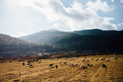 Flock of sheep on land by mountains against sky