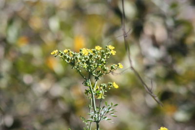 Close-up of yellow flowering plant