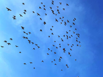 Low angle view of birds flying in sky