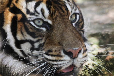 Close-up of tiger