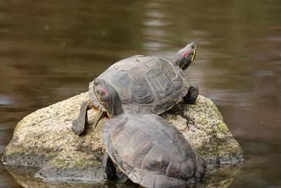 Close-up of turtle in lake