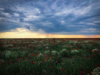 Scenic view of grassy field against sky during sunset