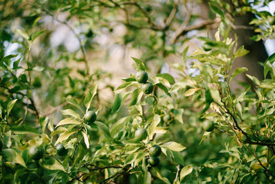 Close-up of green leaves