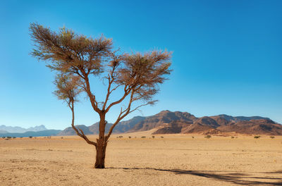 Tree in desert against clear blue sky