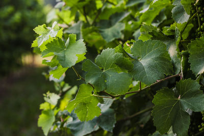 Close-up of fresh green leaves on plant