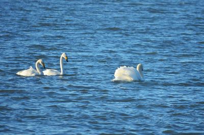 Swans swimming in lake