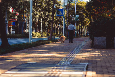 View of dog walking on footpath in city