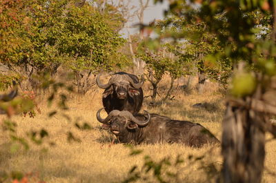 Cow standing on field