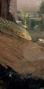 Close-up of lizard on tree in zoo