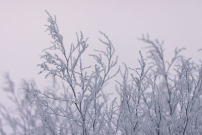 Close-up of plants against clear sky during winter