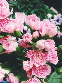 Close-up of pink rose blooming outdoors