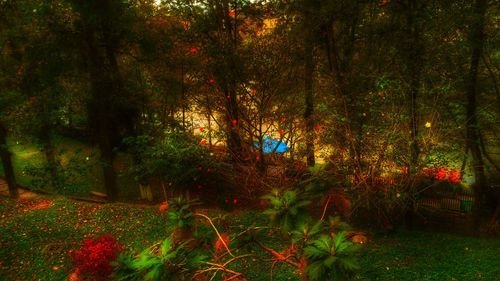 Close-up of illuminated christmas tree at night