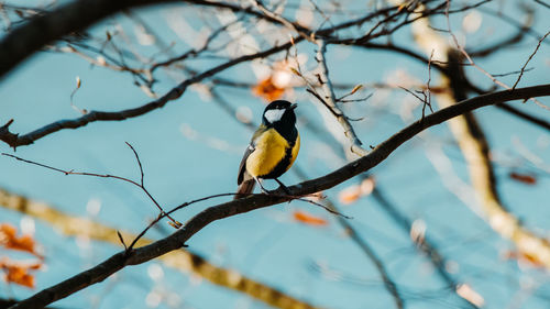 Low angle view of bird perching on tree