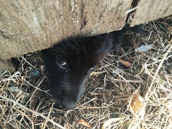 Close-up of cat