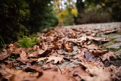 Close-up of dry leaves on ground