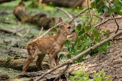 Deer standing on land