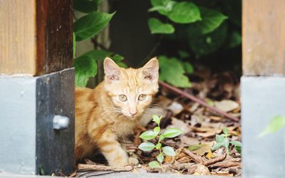 Portrait of ginger cat on wood