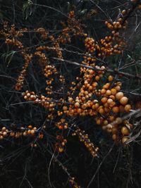 Close-up of fruits growing on tree