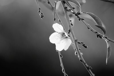 Close-up of white flowers