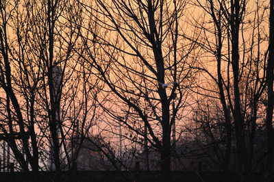 Low angle view of silhouette bare trees at sunset