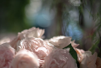 Close-up of white sleeping on bed at home