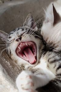 Close-up of cat yawning