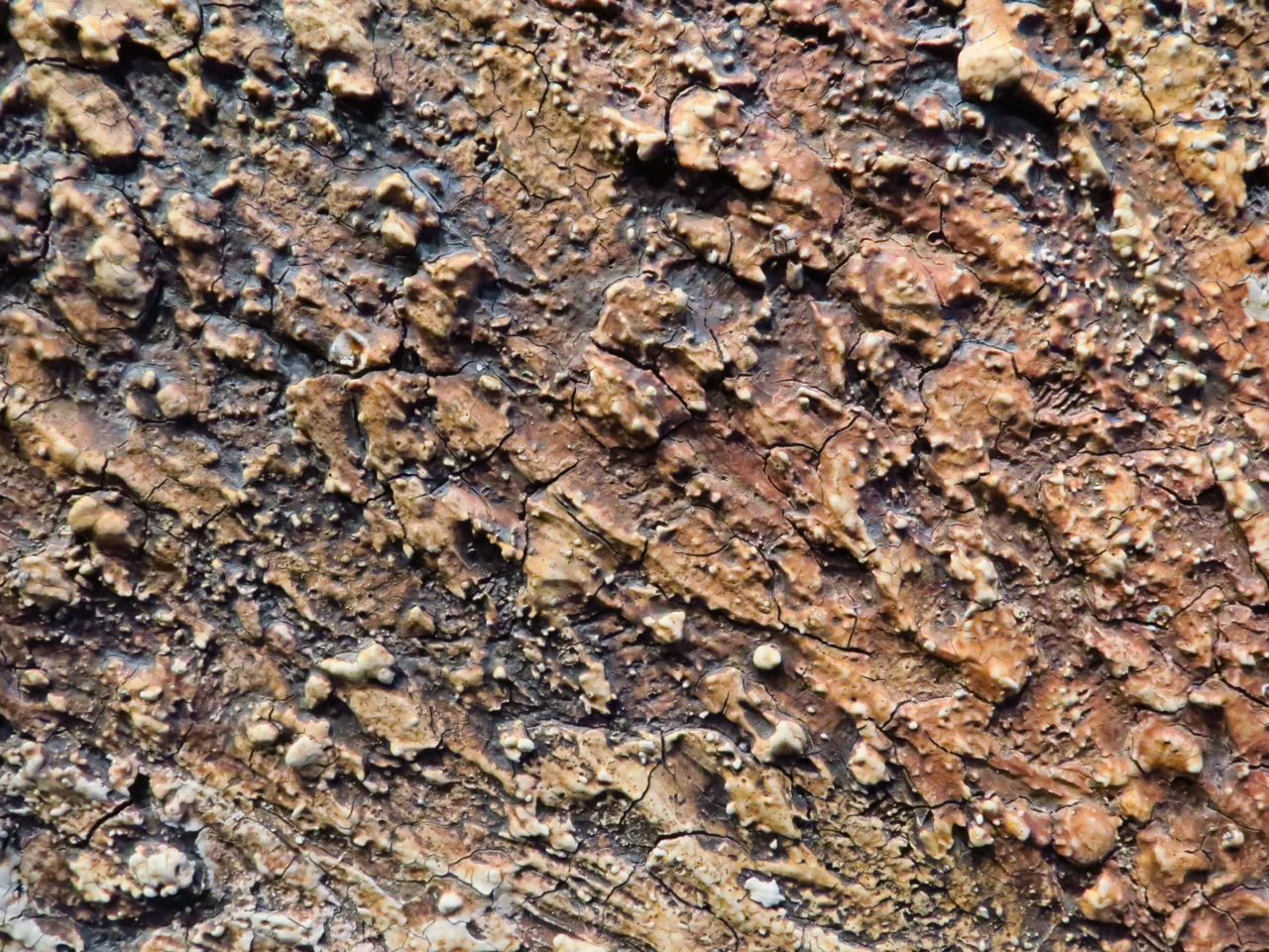 MACRO SHOT OF TREE TRUNK