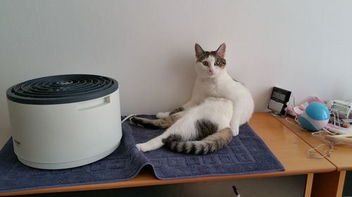 Cat looking at camera on table