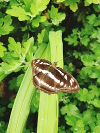 Close-up of butterfly on flower