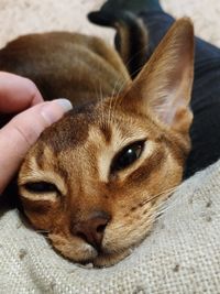 Close-up of hand with cat