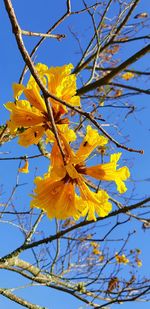 Low angle view of yellow flowering plant against blue sky