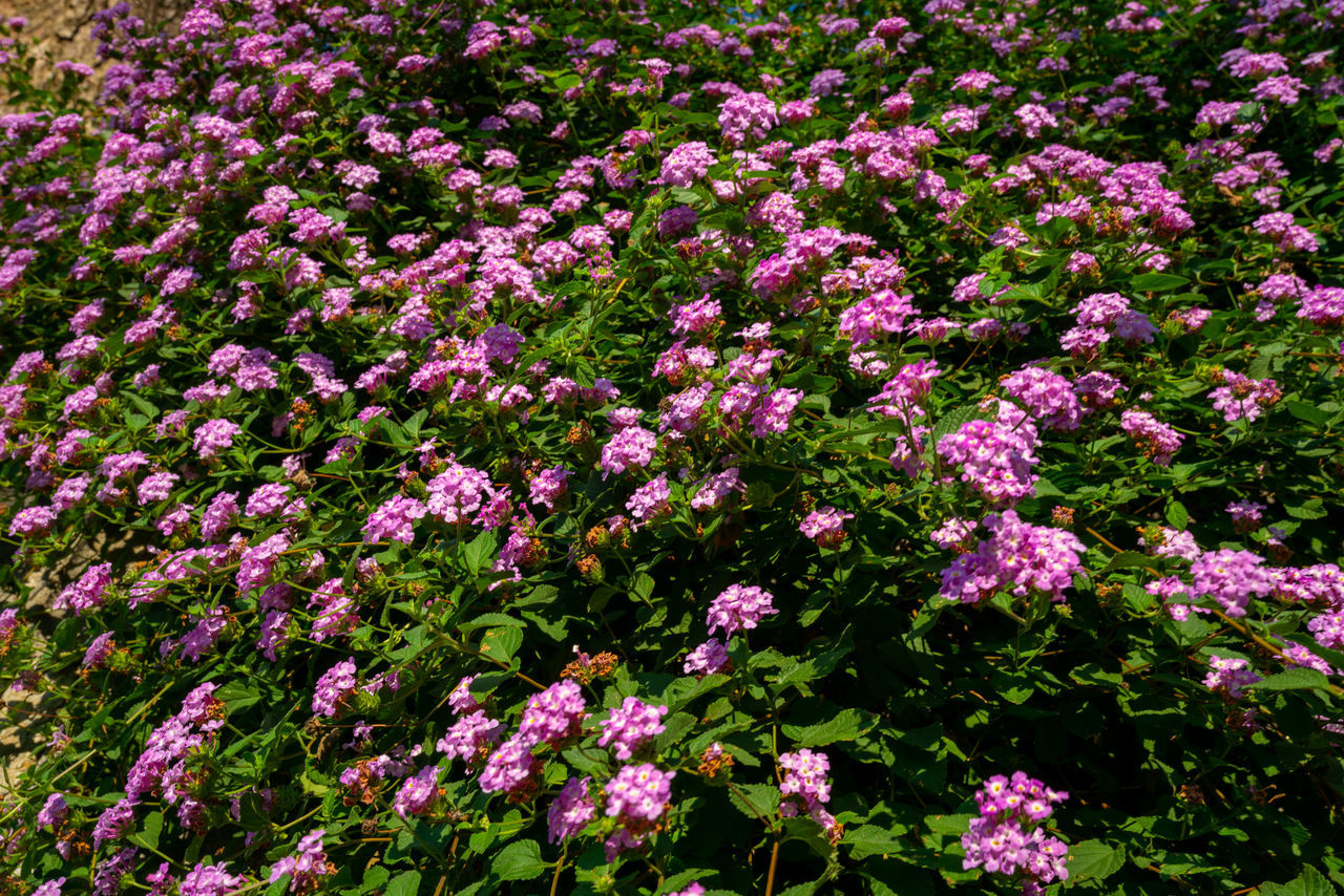 CLOSE-UP OF PINK FLOWERING PLANTS IN FIELD