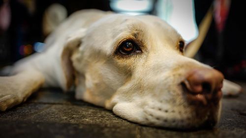 Close-up portrait of dog