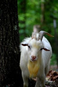 Portrait of an animal on field