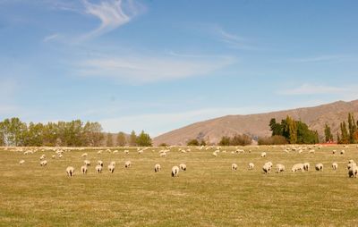 Flock of sheep grazing in a field