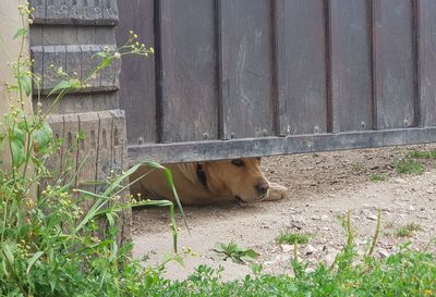 View of a dog relaxing on plants