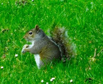 Close-up of squirrel on grass